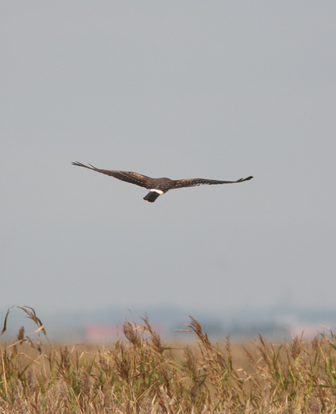 Steppeh�g 1k hun, B�vling Klit, 27. september 2007