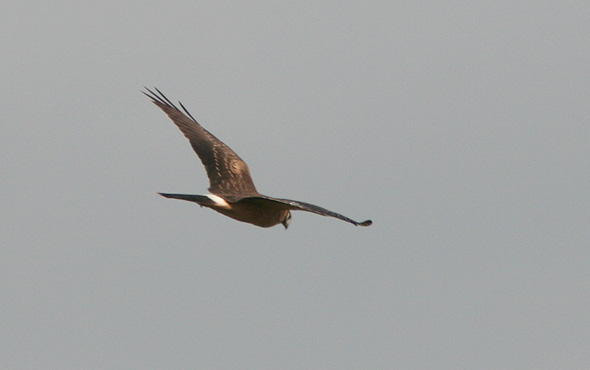 Steppeh�g 1k hun, B�vling Klit, 27. september 2007