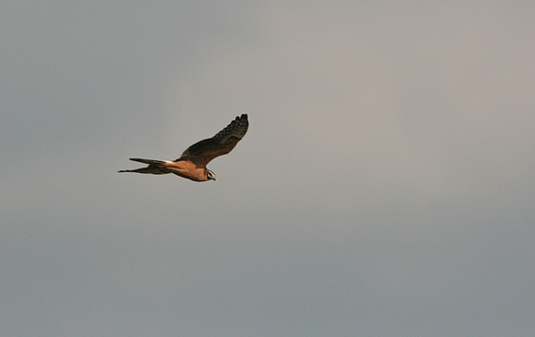 Steppeh�g 1k hun, B�vling Klit, 27. september 2007