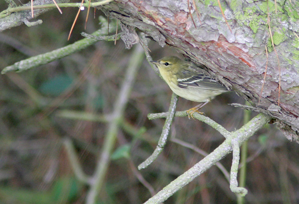 Stribet Sanger 1k hun, Klitvej Mand�, 16. oktober 2006