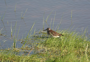 Tinksmed, Saltvandss�en, 18. juli 2007