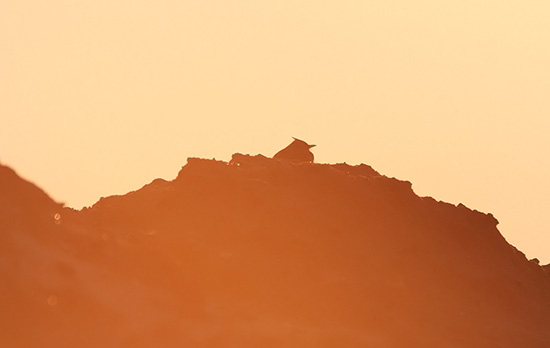 Topl�rke, Hirtshals Station, 1. april 2007