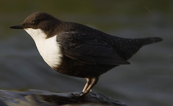 Vandst�r 1k?, Odense � Munke Mose, 3. november 2007