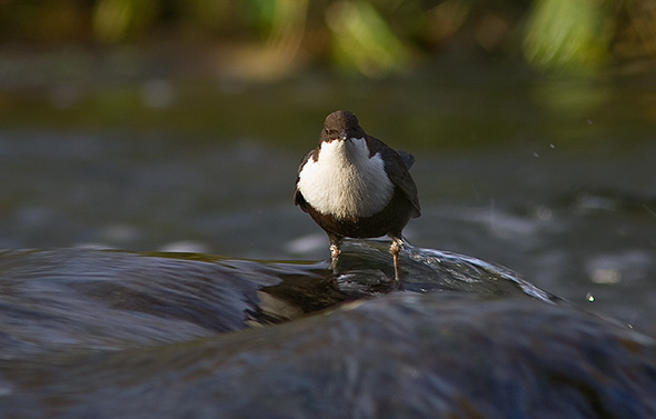 Vandst�r, Odense �, Munke Mose, 3. november 2007