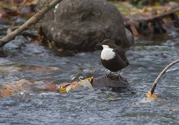 Vandst�r, Odense �, Munke Mose, 3. november 2007