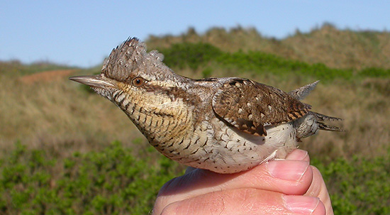 Se billedet i st�rre format...