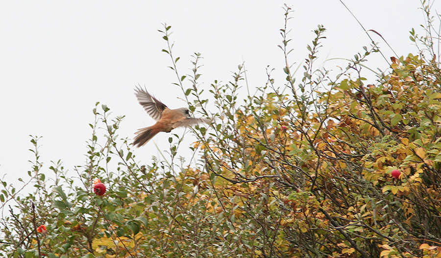 Langhalet Tornskade, Skallingen, 16. oktober 2007